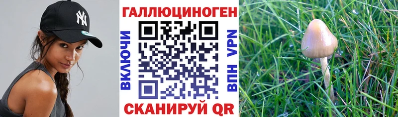 дарнет шоп  Барнаул  omg ссылка  Псилоцибиновые грибы MAGIC MUSHROOMS 